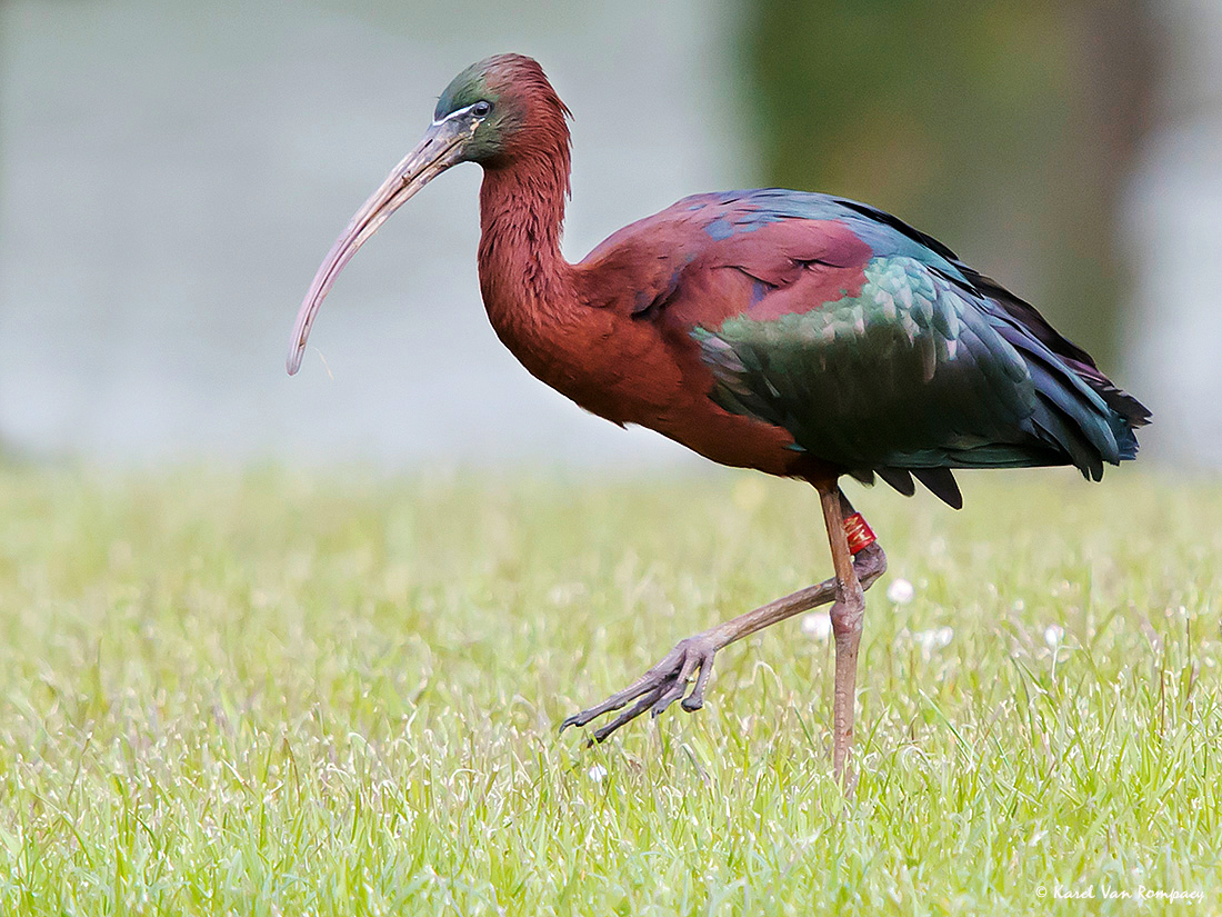 Zwarte ibis